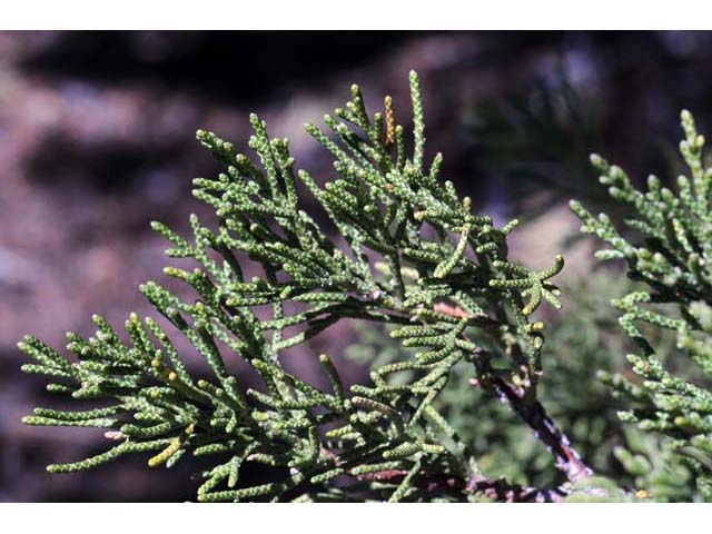 Juniperus occidentalis (Western juniper) #63737