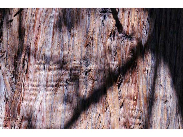 Juniperus occidentalis (Western juniper) #63738