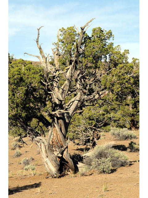 Juniperus occidentalis (Western juniper) #63741