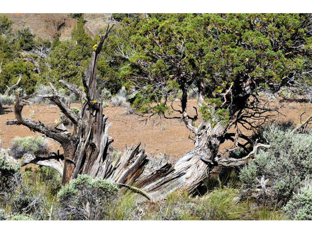 Juniperus occidentalis (Western juniper) #63743