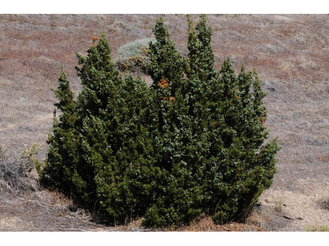 Juniperus osteosperma (Utah juniper) #63744