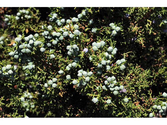 Juniperus osteosperma (Utah juniper) #63745