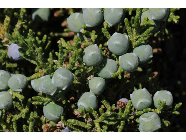 Juniperus osteosperma (Utah juniper) #63746