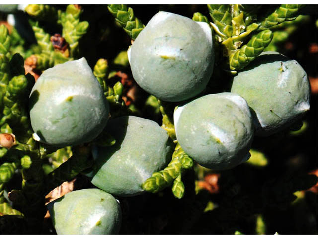 Juniperus osteosperma (Utah juniper) #63747