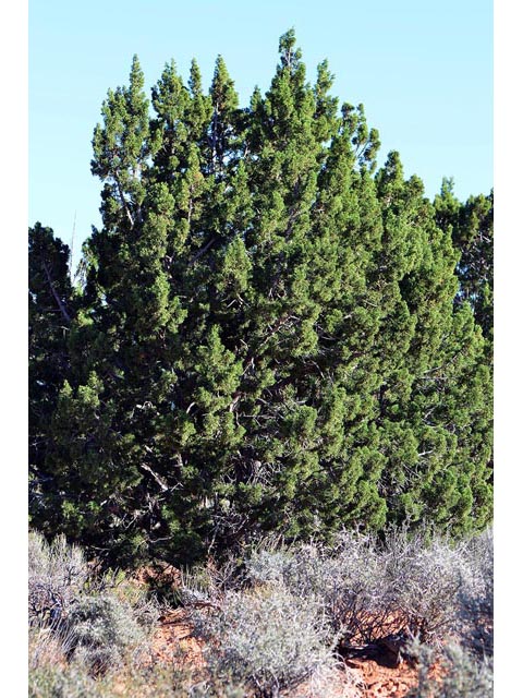 Juniperus osteosperma (Utah juniper) #63748