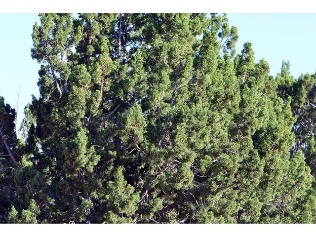 Juniperus osteosperma (Utah juniper) #63749