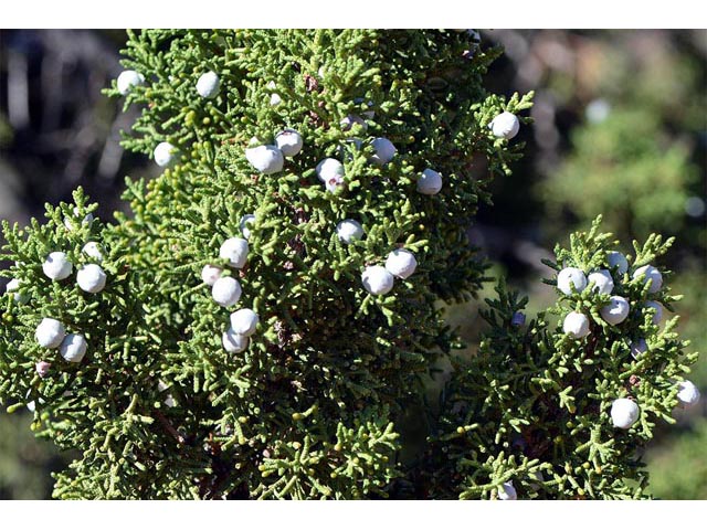 Juniperus osteosperma (Utah juniper) #63751