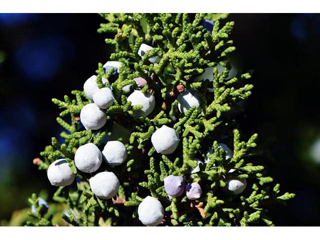 Juniperus osteosperma (Utah juniper) #63752
