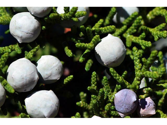 Juniperus osteosperma (Utah juniper) #63754