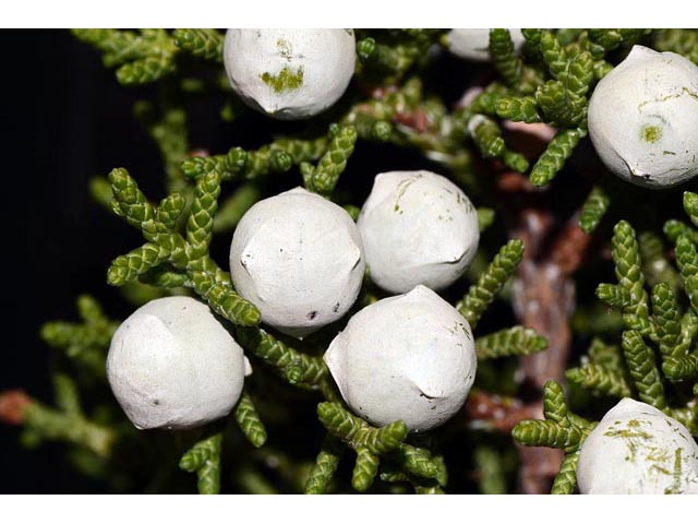Juniperus osteosperma (Utah juniper) #63757
