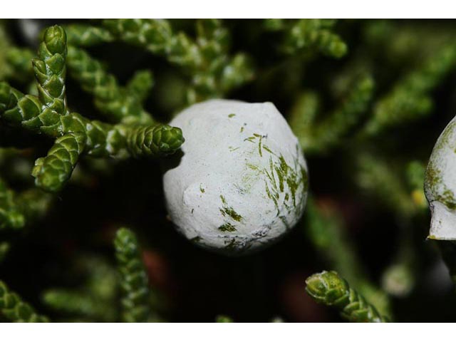 Juniperus osteosperma (Utah juniper) #63763