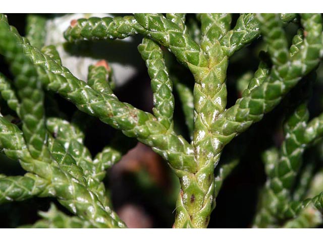 Juniperus osteosperma (Utah juniper) #63766
