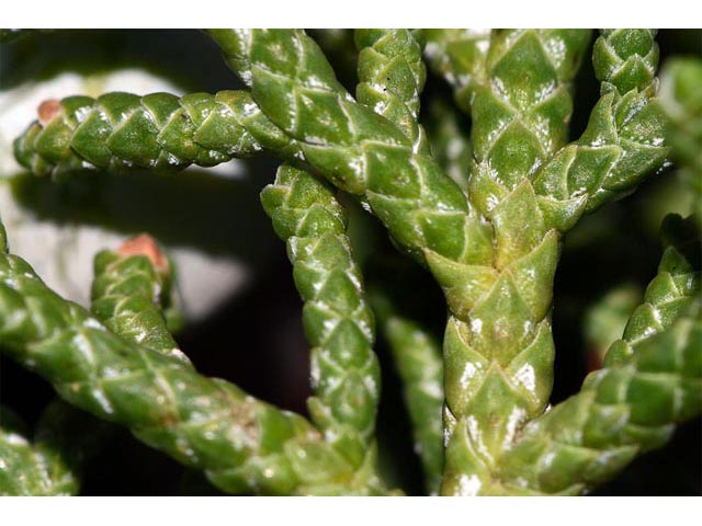 Juniperus osteosperma (Utah juniper) #63767