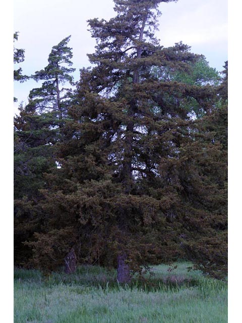 Juniperus scopulorum (Rocky mountain juniper) #63768