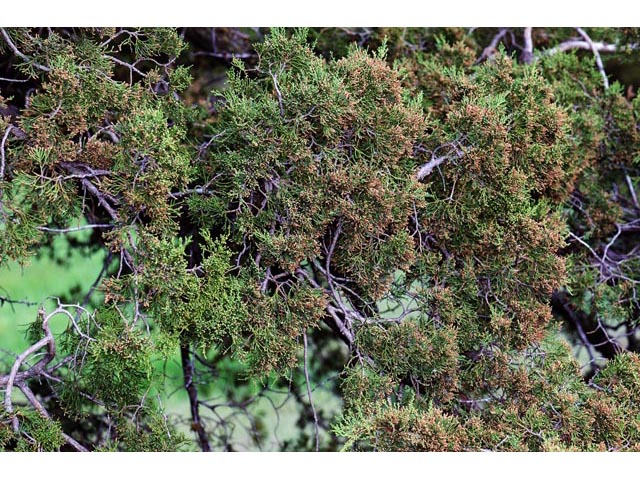 Juniperus scopulorum (Rocky mountain juniper) #63770