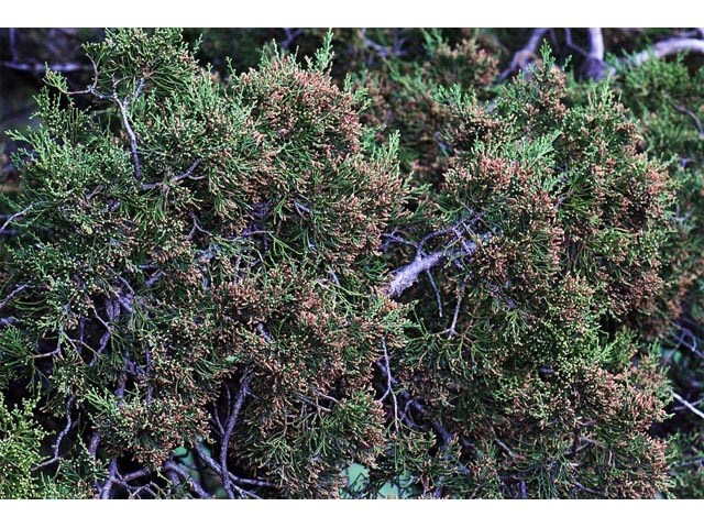 Juniperus scopulorum (Rocky mountain juniper) #63771