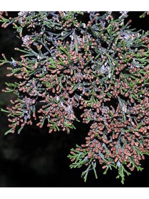 Juniperus scopulorum (Rocky mountain juniper) #63772