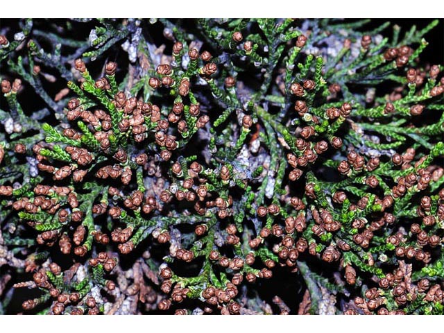 Juniperus scopulorum (Rocky mountain juniper) #63773
