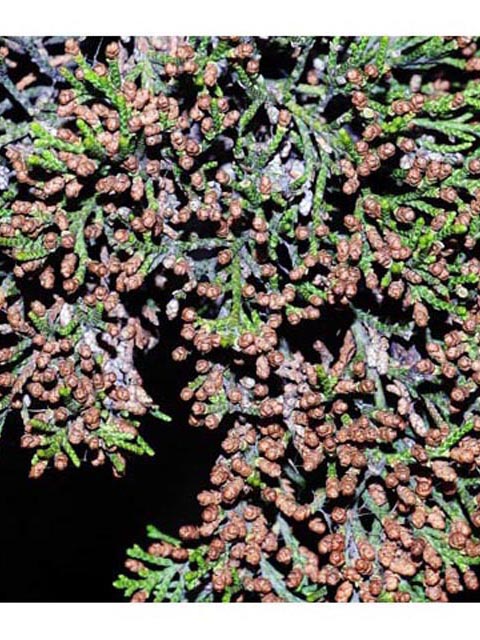 Juniperus scopulorum (Rocky mountain juniper) #63774