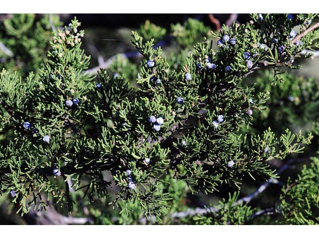 Juniperus scopulorum (Rocky mountain juniper) #63778