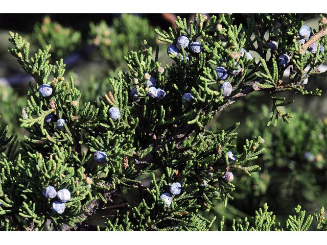 Juniperus scopulorum (Rocky mountain juniper) #63779