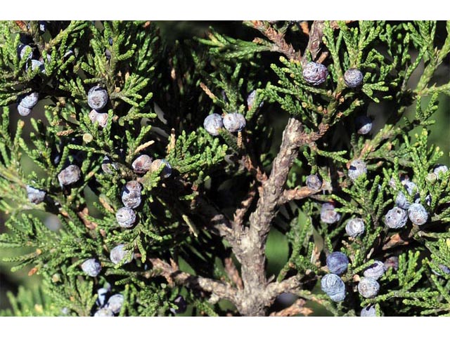 Juniperus scopulorum (Rocky mountain juniper) #63781