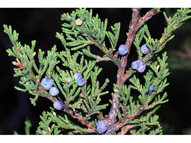 Juniperus scopulorum (Rocky mountain juniper) #63782