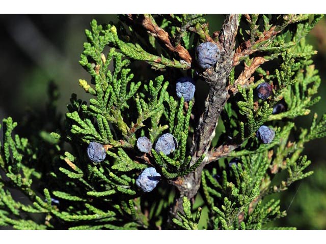 Juniperus scopulorum (Rocky mountain juniper) #63784