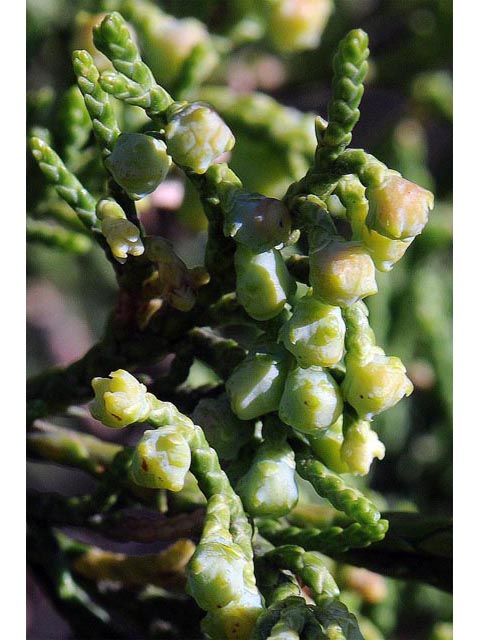 Juniperus scopulorum (Rocky mountain juniper) #63789
