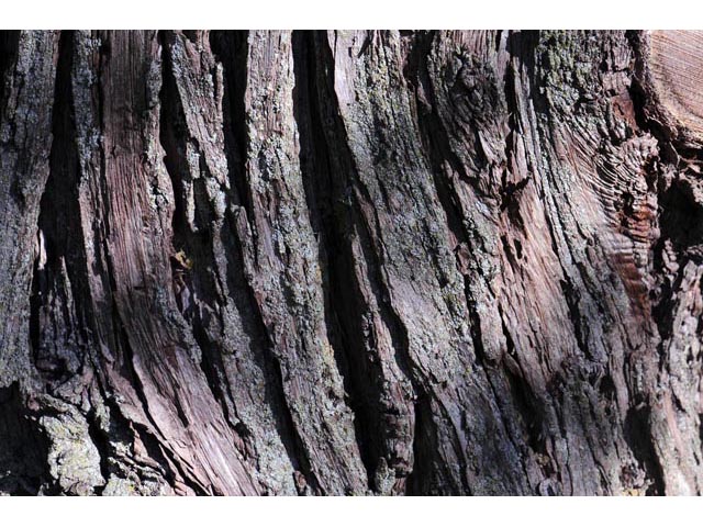 Juniperus scopulorum (Rocky mountain juniper) #63794