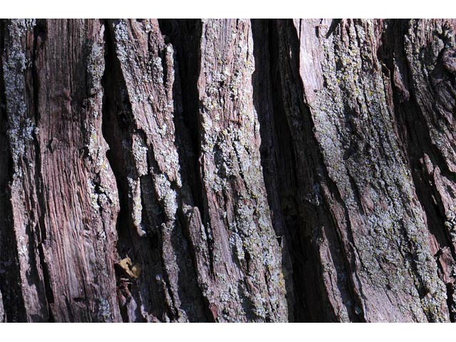 Juniperus scopulorum (Rocky mountain juniper) #63795