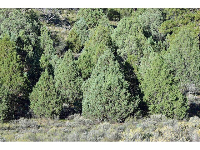 Juniperus scopulorum (Rocky mountain juniper) #63796