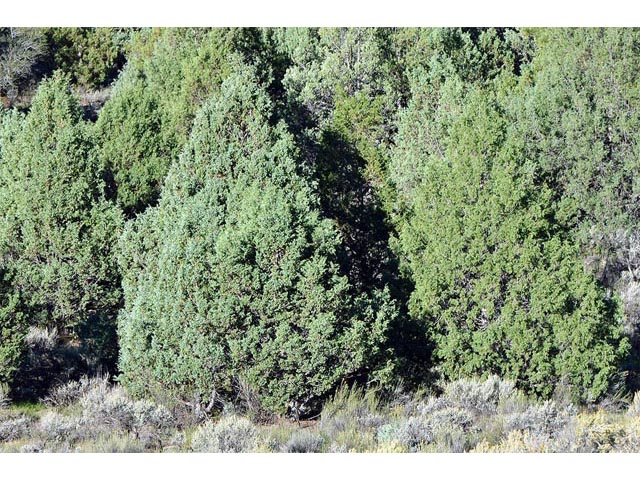 Juniperus scopulorum (Rocky mountain juniper) #63797