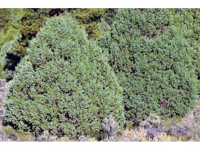 Juniperus scopulorum (Rocky mountain juniper) #63799