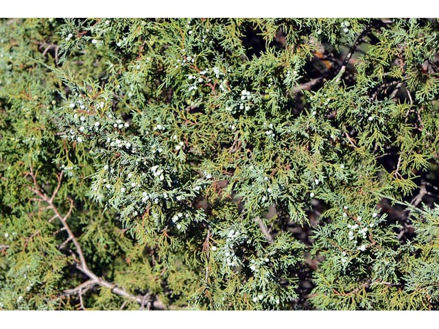 Juniperus scopulorum (Rocky mountain juniper) #63800