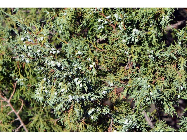 Juniperus scopulorum (Rocky mountain juniper) #63801
