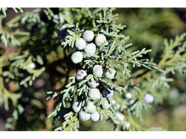 Juniperus scopulorum (Rocky mountain juniper) #63802