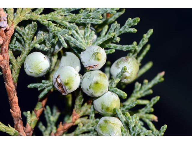 Juniperus scopulorum (Rocky mountain juniper) #63804