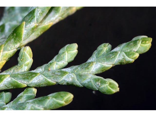 Juniperus scopulorum (Rocky mountain juniper) #63816