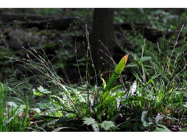 Carex plantaginea (Plantainleaf sedge) #63830