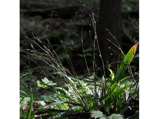 Carex plantaginea (Plantainleaf sedge) #63831
