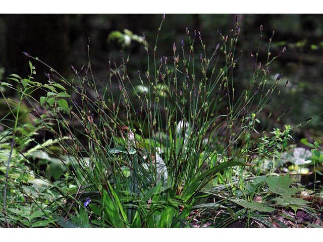 Carex plantaginea (Plantainleaf sedge) #63832