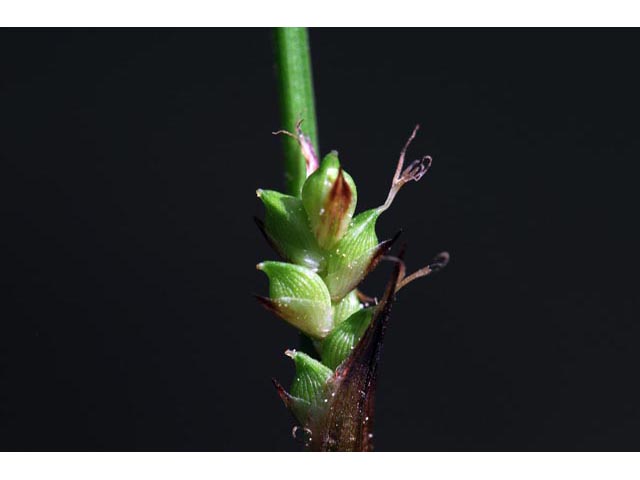 Carex plantaginea (Plantainleaf sedge) #63835