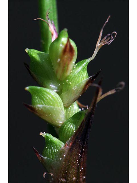 Carex plantaginea (Plantainleaf sedge) #63836