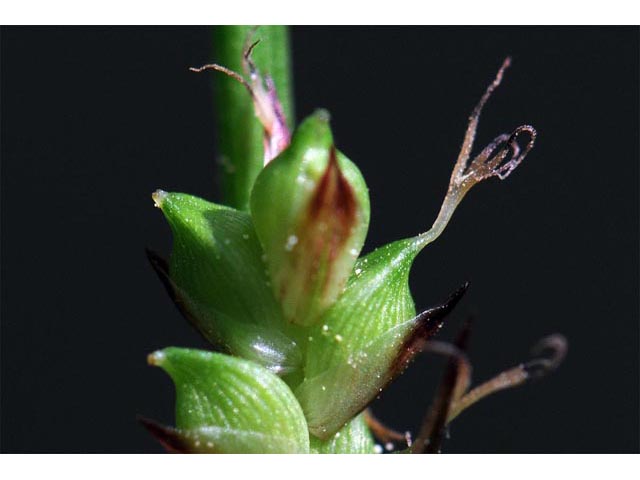 Carex plantaginea (Plantainleaf sedge) #63837