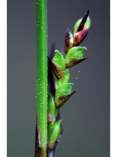 Carex plantaginea (Plantainleaf sedge) #63838
