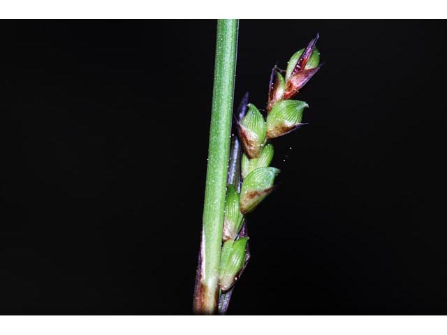 Carex plantaginea (Plantainleaf sedge) #63839