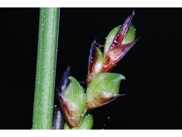 Carex plantaginea (Plantainleaf sedge) #63840