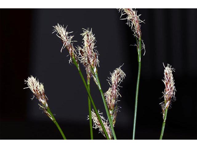 Carex sparganioides (Bur-reed sedge) #63843