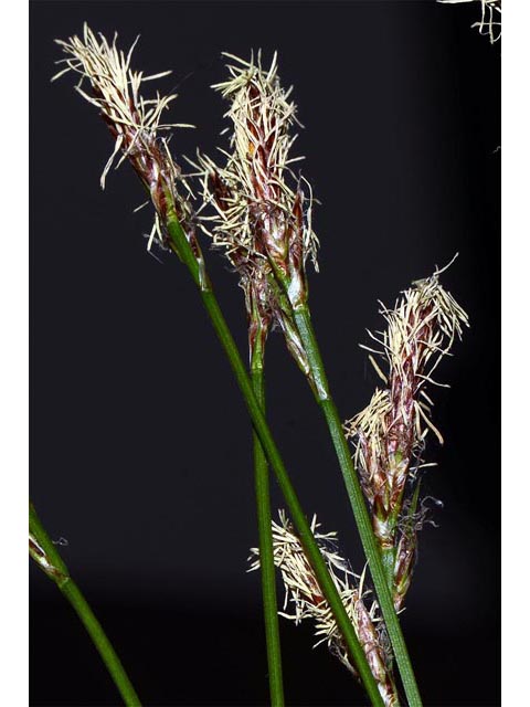 Carex sparganioides (Bur-reed sedge) #63844